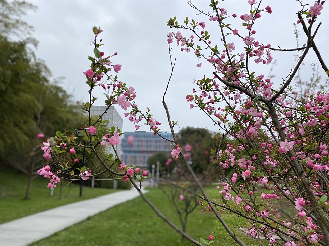 華馳-海棠無香讓春風(fēng).jpg